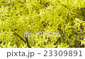 Forsythia bush blossom. fullframe. 23309891