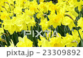 flowerbed of yellow daffodil in bloom 23309892