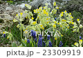 Group of Cowslips on flowerbed 23309919