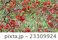red Chaenomeles bush in blossom. 23309924