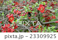 red Chaenomeles bush in blossom. 23309925