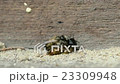 couplewild solitary bees mating on insect shelter 23309948