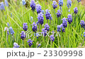 Grape hyacinths in flowerbed 23309998