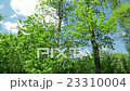 green leaves of oak and beech tree in springtime. 23310004