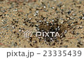 Ants around the nest 23335439