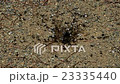 Ants sticking around the cave 23335440