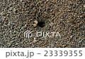 Ants carrying sand grains from their nest holes 23339355