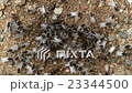 Chaotic nest 2 23344500