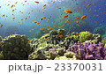Tropical Fish on Vibrant Coral Reef 23370031
