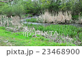 Sunlit creek and green plants along the banks 23468900