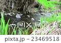 Sunlit creek and green plants along the banks 23469518