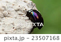 Diet at a meal with mushrooms 23507168