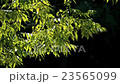 Wind and green 23565099