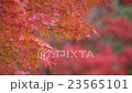 Autumn burning 23565101
