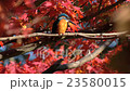 Maple Kingfisher 23580015