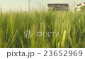 Close up moving wheat field on windy day 23652969