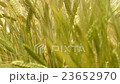 Close up moving wheat field on windy day 23652970