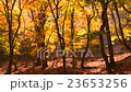 紅葉の森 23653256
