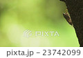 Higurashi, with backlight 23742099