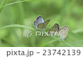 Yamato juvenile, mating 23742139