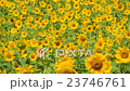 Mini sunflower 23746761