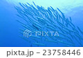 A group of barracudas 23758446