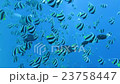 Flock of Murehatatate Dai 23758447