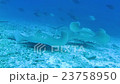 Jenkins Whip Lei 23758950