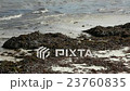 Organic sea grass at the beach 23760835