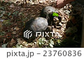 Two 4 years old giant tortoises at Curieuse Island 23760836
