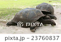 Giant tortoises at Curieuse Island, Seychelles 23760837