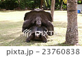 Giant tortoises mating, Curieuse Island 23760838