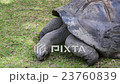 Giant tortoise eating grass at Curieuse Island 23760839