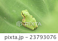 Frog, on a taro leaf 23793076