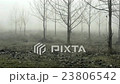 Poplars in the fog 23806542