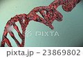 Futuristic Rotating DNA Strand with Genetic Codes  23869802