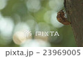 Cicadian shell 23969005