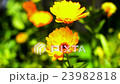 Yellow marigold in the foreground 23982818
