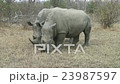 WHITE RHINO EAT 23987597