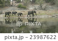 ELEPHANT FAMILY REFLECTION 23987622
