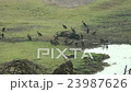 VULTURES AND DEAD CAPE BUFFALO - MED 23987626