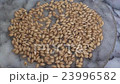 sprouted grain close up zoom in 23996582