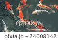 Koi Carp swimming in pond, Tokyo, Japan 24008142
