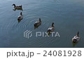 Wild duck swim on the lake 24081928