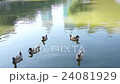 Wild duck swim on the lake 24081929