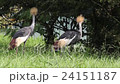 White-crowned crane 24151187