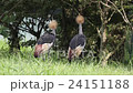 White-crowned crane 24151188