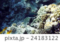 red sea coral reef with hard corals, fishes and su 24183122