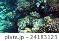red sea coral reef with hard corals, fishes and su 24183123