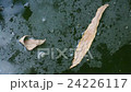 dry leaves floating on water 24226117